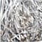 JAM Paper Silver Metallic Crinkle Cut Shred Tissue Paper